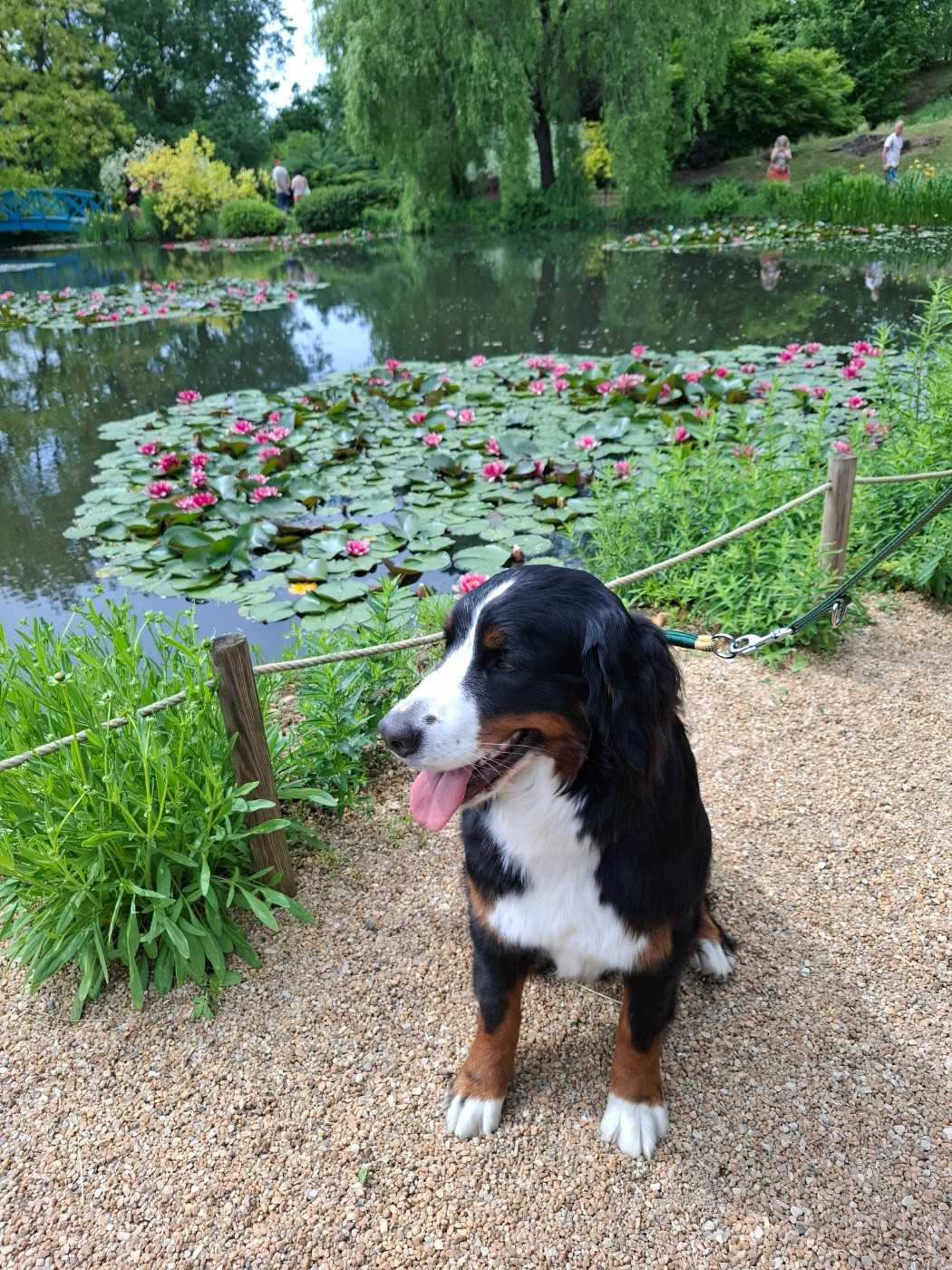 Visite des jardins d'eau de Carsac