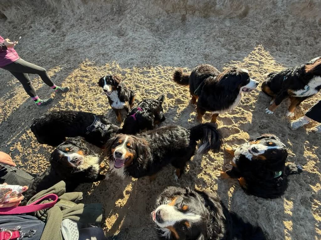 Balade entre Bouviers